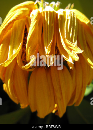 Close up di avvizzimento giallo petali di girasole nel sole caldo Foto Stock