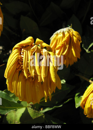 Close up di avvizzimento giallo petali di girasole nel sole caldo Foto Stock