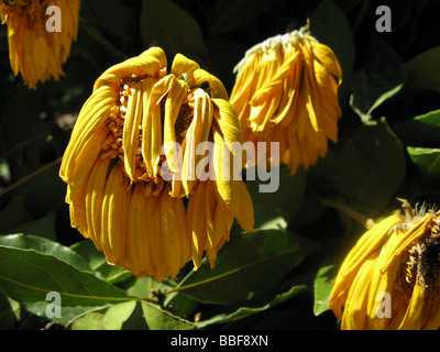 Close up di avvizzimento giallo petali di girasole nel sole caldo Foto Stock