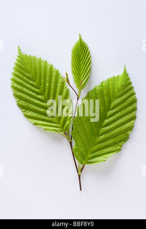 Foglie di albero di carpino, Carpinus betulus. Foto Stock