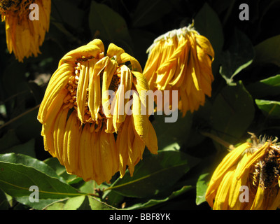 Close up di avvizzimento giallo petali di girasole nel sole caldo Foto Stock