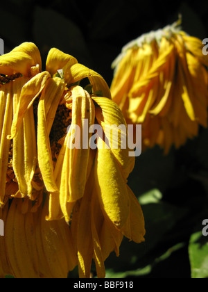 Close up di avvizzimento giallo petali di girasole nel sole caldo Foto Stock