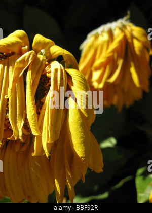 Close up di avvizzimento giallo petali di girasole nel sole caldo Foto Stock