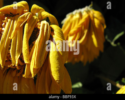 Close up di avvizzimento giallo petali di girasole nel sole caldo Foto Stock