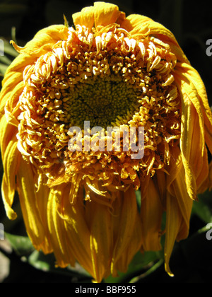 Close up di avvizzimento giallo petali di girasole nel sole caldo Foto Stock