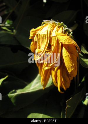 Close up di avvizzimento giallo petali di girasole nel sole caldo Foto Stock