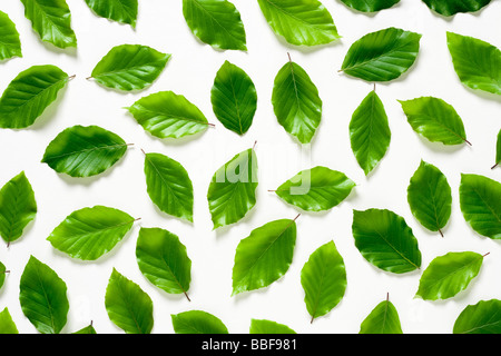 Foglie di faggio. Fagus sylvatica. Regno Unito Foto Stock