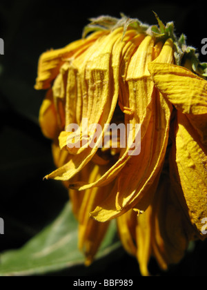 Close up di avvizzimento giallo petali di girasole nel sole caldo Foto Stock