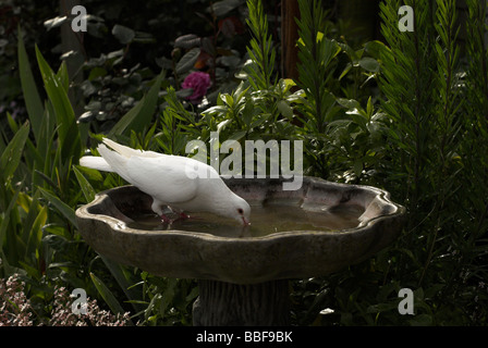 Una colomba bianca si fa uso di un giardino urbano bird bath. Foto Stock