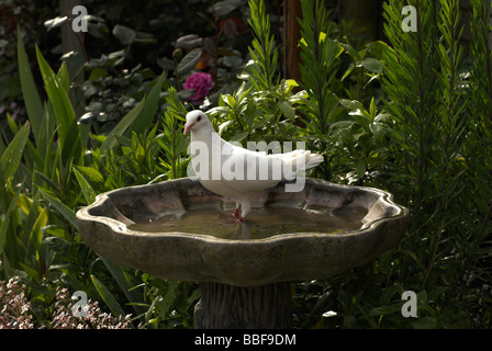 Una colomba bianca si fa uso di un giardino urbano bird bath. Foto Stock