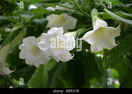 Angelo tromba, Angelo tromba ad albero o Datura, Brugmansia arborea, Solanaceae Tropical America del Sud Foto Stock