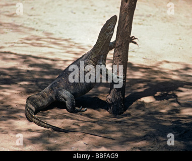 Monitor del Nilo Varanus niloticus salendo fino al Bait Samburu Kenya Foto Stock