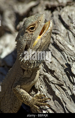 Costiera drago barbuto tirate fuori la gola quando è arrabbiato o eccitato Foto Stock