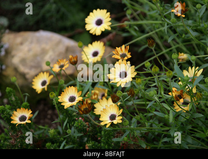 Africano o Cape Daisy, Osteospermum latticello, Asteraceae, Provincia del Capo, in Sud Africa Foto Stock