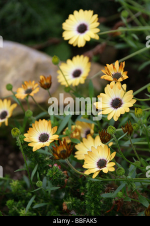 Africano o Cape Daisy, Osteospermum latticello, Asteraceae, Provincia del Capo, in Sud Africa Foto Stock