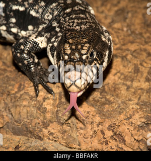 Colombiano in bianco e nero o tegu tegu comune con la lingua di fuori, carnivori lucertola dal Sud America Foto Stock