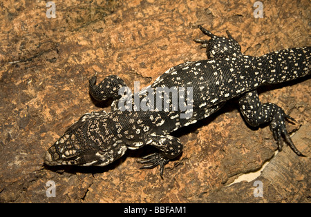 Colombiano in bianco e nero o tegu tegu comune, carnivori lucertola dal Sud America Foto Stock