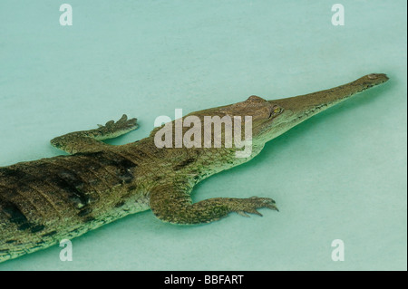 Coccodrillo di acqua dolce Crocodylus johnstoni o freshie ha una sottile muso Australia Foto Stock