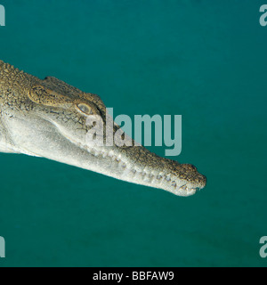 I capretti coccodrillo di acqua salata Crocodylus porosus underwater Foto Stock
