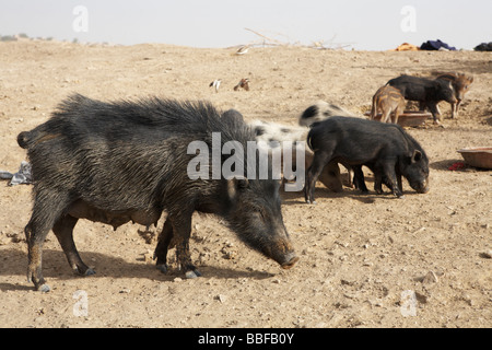 Suini selvatici Jaisalmer Rajasthan in India Foto Stock