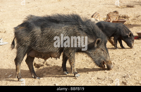 Suini selvatici Jaisalmer Rajasthan in India Foto Stock