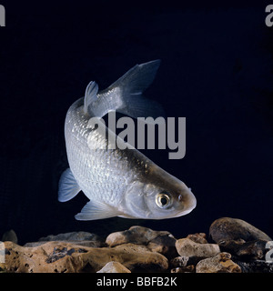 Common dace Leuciscus leuciscus girando è un pesce di acqua dolce che vive anche in acque salmastre Foto Stock