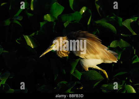 Indian Pond Heron Ardeola Grayii cercando una potenziale preda nella splendida mattina presto luce Foto Stock