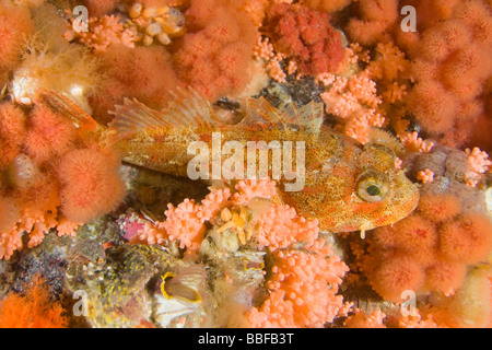 Rosso Signore irlandese Hemilepidotus hemilepidotus Southeast Alaska Foto Stock