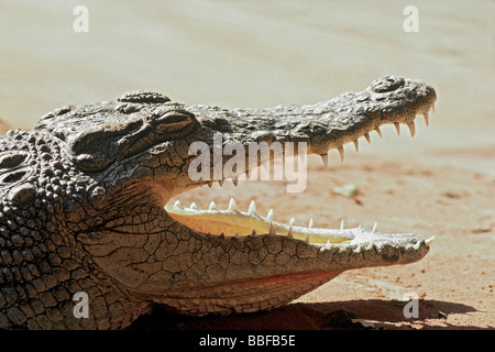 Coccodrillo del Nilo Crocodylus niloticus perde calore come essa si appoggia con le sue ganasce agape Foto Stock