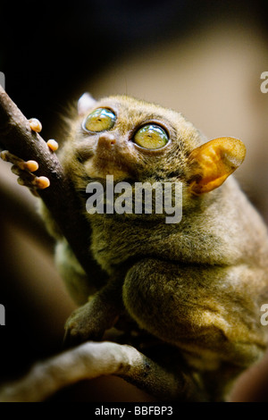 Tarsier abbia occhi che sono più grandi è il cervello. Isola di Bohol, Filippine. Foto Stock