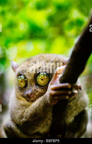 Tarsier abbia occhi che sono più grandi è il cervello. Isola di Bohol, Filippine. Foto Stock