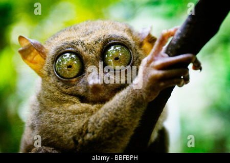 Tarsier abbia occhi che sono più grandi è il cervello. Isola di Bohol, Filippine. Foto Stock