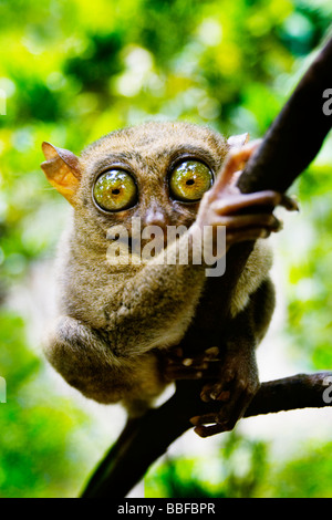 Tarsier abbia occhi che sono più grandi è il cervello. Isola di Bohol, Filippine. Foto Stock
