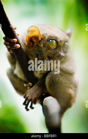 Tarsier abbia occhi che sono più grandi è il cervello. Isola di Bohol, Filippine. Foto Stock