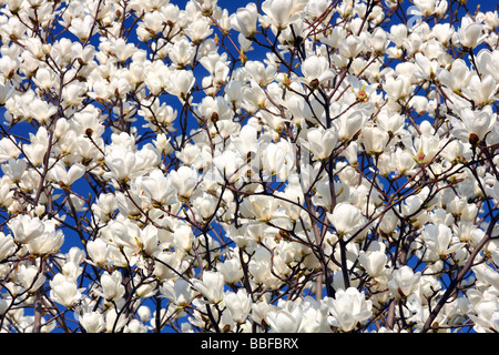 Magnolia bianco fiori che sbocciano contro sunny blue sky Magnolia denudata Foto Stock