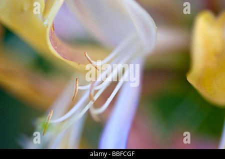 Caprifoglio Fiore (Lonicera periclymenum) Foto Stock