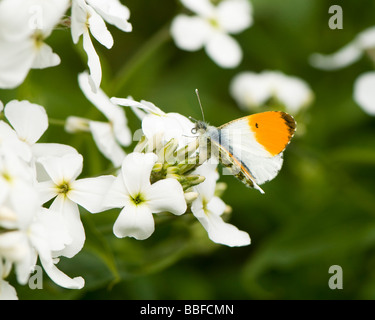 In prossimità di una punta di colore arancione farfalla Anthocharis cardamines Foto Stock