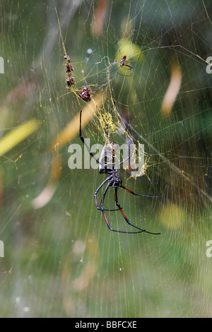 Una femmina grande Golden Orb spider Nephila sp nel suo web in Kenya il minore maschio può essere visto in precedenza la femmina Foto Stock