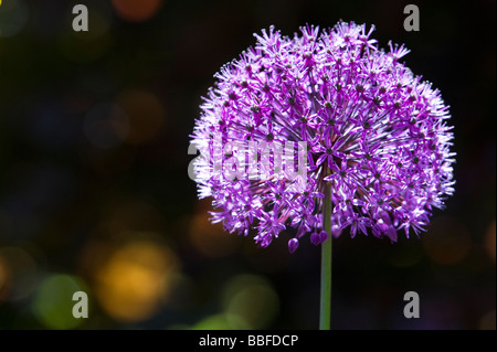 Allium hollandicum 'viola sensazione'. Cipolla ornamentali fiore contro uno sfondo scuro Foto Stock