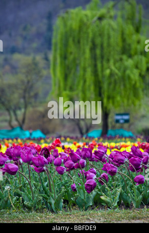Raccolta di malva di tulipani a Indira Gandhi Memorial Tulip Garden Cheshmashahi Srinagar Foto Stock