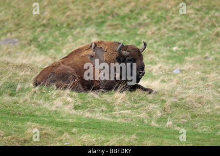 Il bisonte europeo Bison bonasus giacenti e appoggiata all'aperto in un prato di erba con il suo cappotto moulting Foto Stock