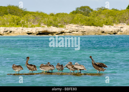 Pellicani appoggiata Foto Stock