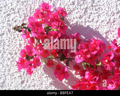 Il Bougainvillea crescente contro il muro bianco, Javea / Xabia, Provincia di Alicante, Spagna Foto Stock