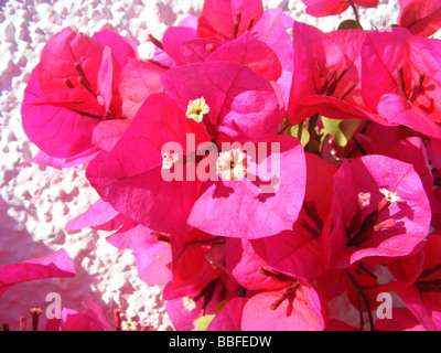 Il Bougainvillea crescente contro il muro bianco, Javea / Xabia, Provincia di Alicante, Spagna Foto Stock