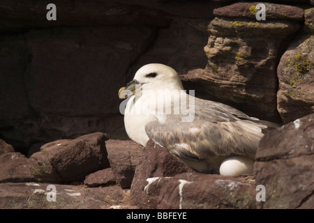 Northern Fulmar (Fulmarus glacialis) seduto sul nido incubando un uovo Foto Stock