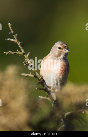 Linnet maschio (Carduelis cannabina) appollaiato sul ramo di ginestre Foto Stock