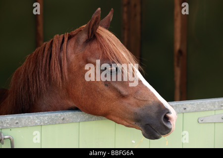 Primo piano di una testa di cavallo marrone che si affaccia sulla porta stabile, Regno Unito Foto Stock