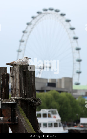 Seagull vicino al London Eye Foto Stock