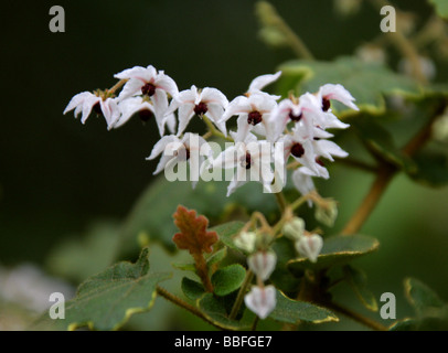 Thomasia solanacee, Malvaceae, Sud Australia Occidentale Foto Stock