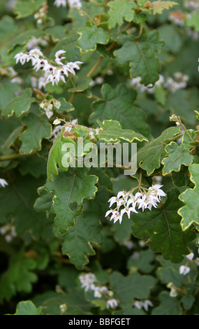 Thomasia solanacee, Malvaceae, Sud Australia Occidentale Foto Stock